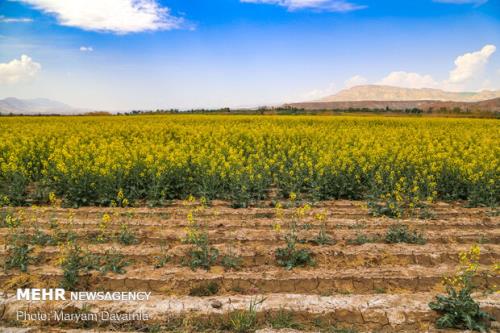 بروز اثرات آفتاب سوختگی در گونه های مركبات هرمزگان
