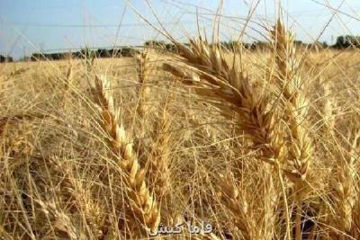 خرید بیشتر از 17 هزار تن گندم توسط شبكه تعاون روستایی هرمزگان