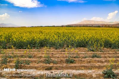 بروز اثرات آفتاب سوختگی در گونه های مركبات هرمزگان