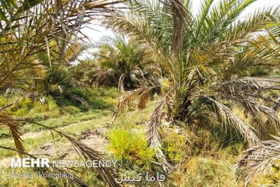 عدم وجود آلودگی نخلستانهای منطقه احمدی به سوسک حنایی خرما