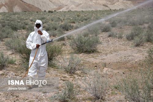 رصد و ردیابی زمینهای کشاورزی هرمزگان به دنبال احتمال ورود ملخ صحرایی