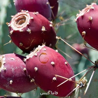 آغاز کاشت کاکتوس میوه ای در پارسیان