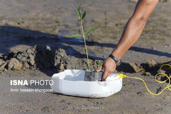 اختصاص 6 میلیاردریال اعتبار برای تولید نهال حرا در قشم
