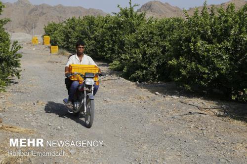 خرید بیشتر از ۳هزار تن لیمو در پشتیبانی از باغداران هرمزگانی