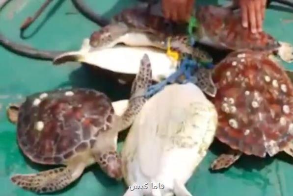 نجات ۶ لاکپشت گرفتار در تور ماهیگیری