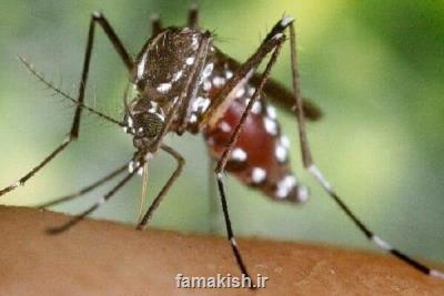 لارو پشه مهاجم آئدس در مناطق مختلف بندرعباس مشاهده شده است