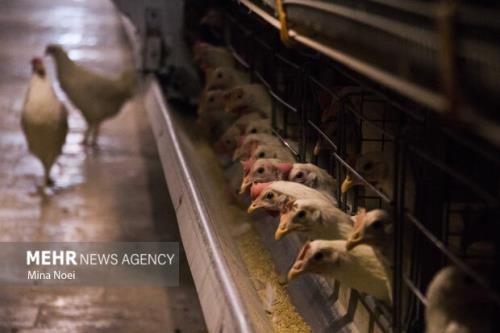 افزایش ۳۰درصدی افزایش جوجه ریزی در هرمزگان