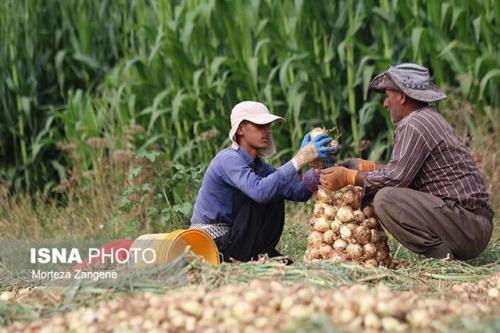 شروع برداشت پیاز خارج از فصل از زمینهای کشاورزی میناب