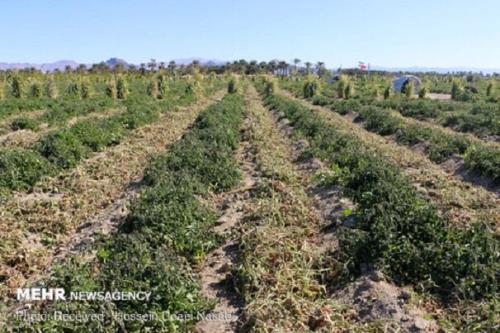 محصولات کشاورزی در خطر سرمازدگی