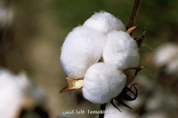 شروع مبارزه بیولوژیک با آفت کرم در مزارع پنبه هرمزگان