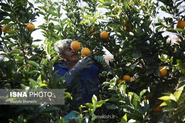 فراهم شدن زمینه صادرات مرکبات از هرمزگان به چین