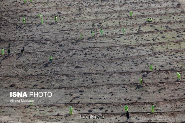 درخت بکارید، تخفیف بگیرید