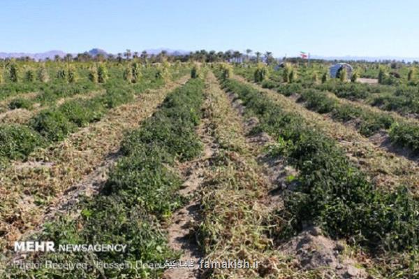 محصولات کشاورزی در خطر سرمازدگی