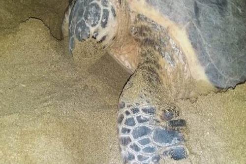 علت مرگ لاک پشت پوزه عقابی غول پیکر در بندرعباس در دست بررسی می باشد