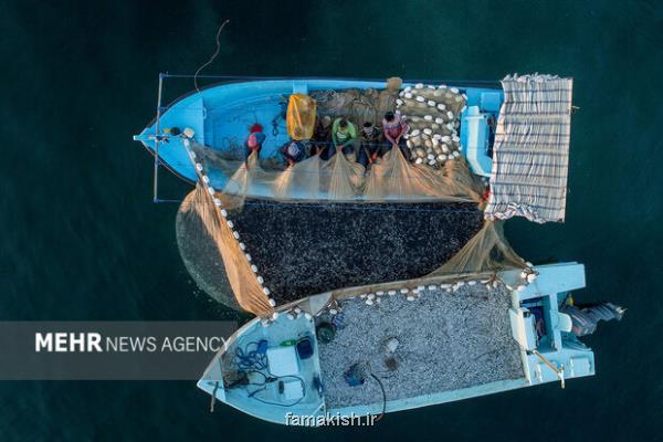 شروع ممنوعیت صید میش ماهی در صیدگاه های هرمزگان