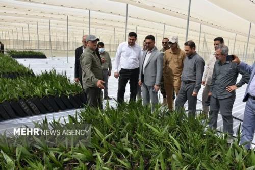 نخلستان مجول با حمایت دستگاه قضایی در بشاگرد احداث می شود