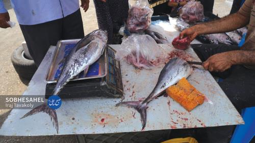یک سال غرفه رایگان در بازار ماهی فروشان برای دست فروشان خارج از بازار