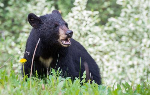 حمله یک قلاده خرس سیاه آسیایی به بانوی ۷۰ ساله در رودانی