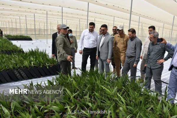 نخلستان مجول با حمایت دستگاه قضایی در بشاگرد احداث می شود