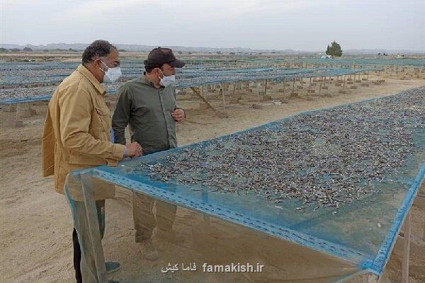 صادرات 870 تن ماهی خشک از قشم
