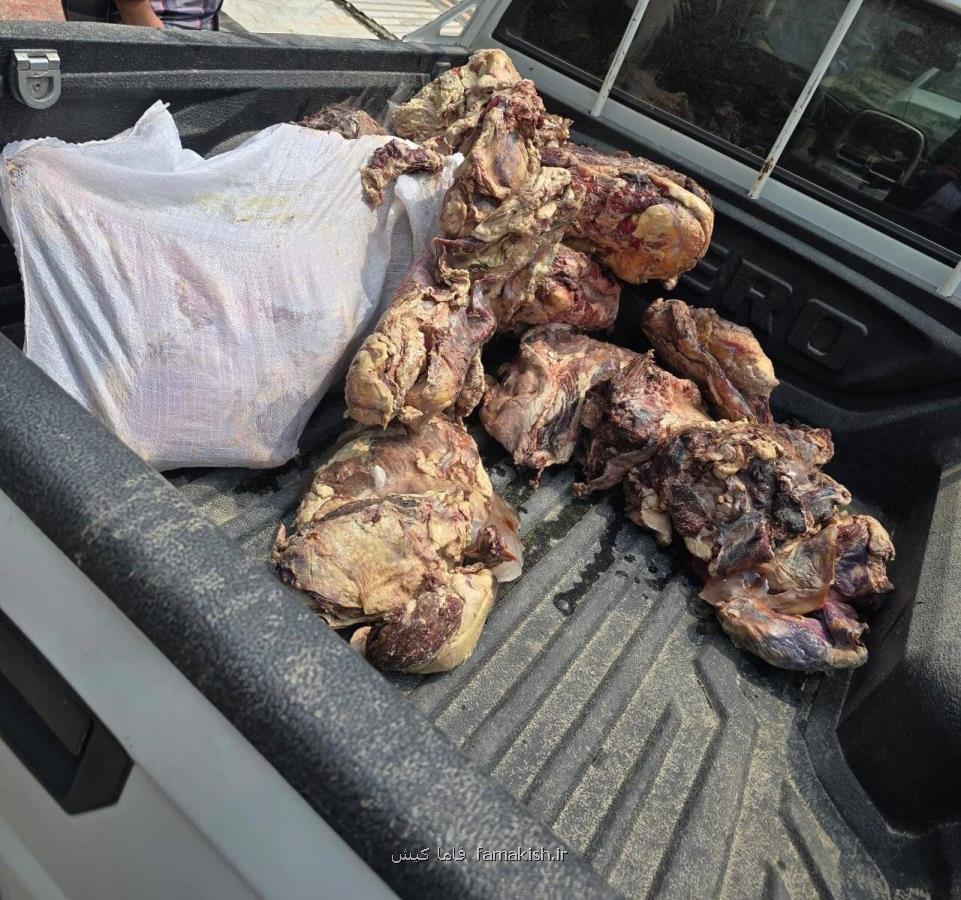 جمع آوری ۱۲۰ کیلو گوشت فاسد در بندرعباس