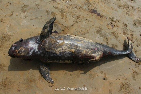 کشف دومین لاشه نهنگ پورپویز در سواحل بندرلنگه