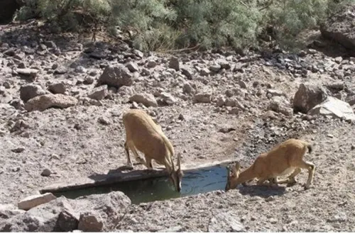 آبشخورهای حیات وحش شهرستان رودان ضدعفونی شد
