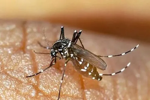 بهسازی محیط موثرترین راه در پیش گیری از وفور پشه آئدس است