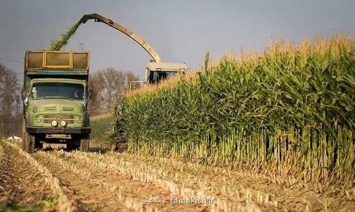 برداشت ذرت دانه ای از مزارع حاجی آباد