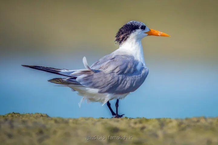 قشم میزبان زمستانی پرندگان مهاجر شد