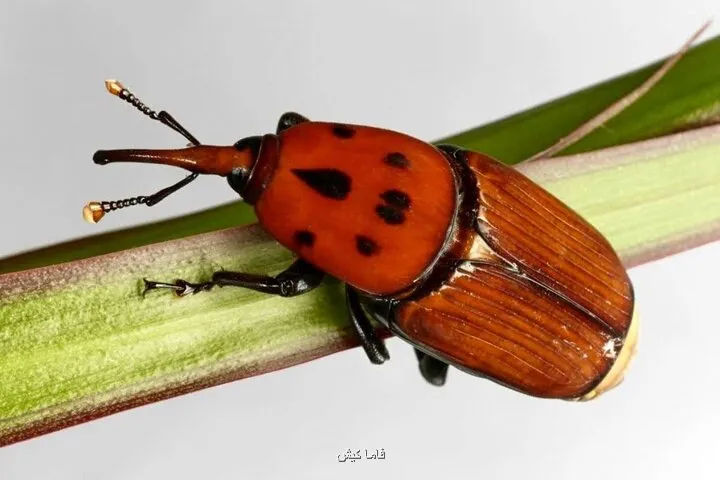 شناسایی 34 نخل آلوده به سوسک سرخرطومی در رودان