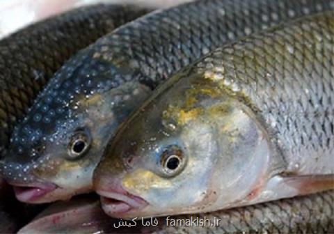 پیش بینی صادرات 120 میلیارد ریالی ماهی به كشور عمان