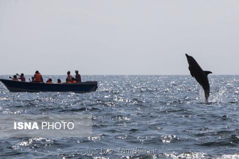 تهدید زیستگاه دلفین ها در جزیره هنگام