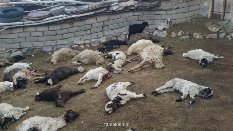 گرگ های وحشی ۱۹۰ گوسفند یك گله را خوردند