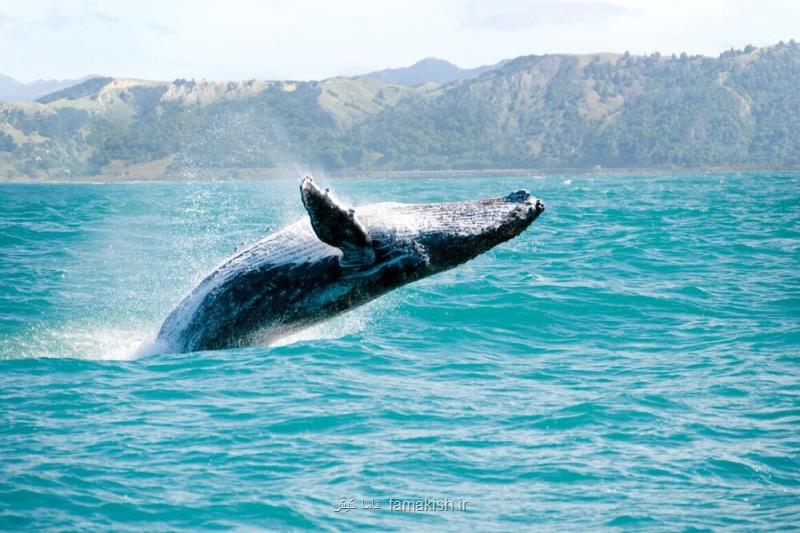 نجات نهنگ ها بیشتر از كاشت درخت برای مقابله با تغییر اقلیم مفید می باشد