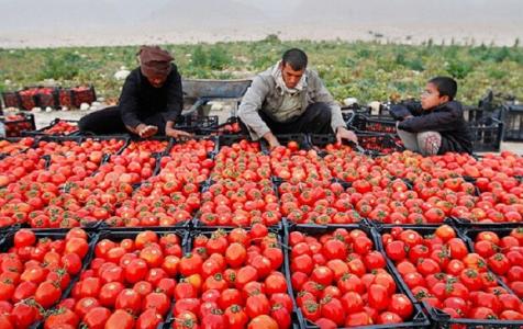 افت شدید قیمت محصول گوجه در هشتبندی