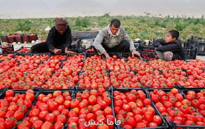 افت شدید قیمت محصول گوجه در هشتبندی