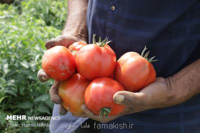 برداشت گوجه فرنگی از مزارع شهرستان بندرلنگه شروع شد