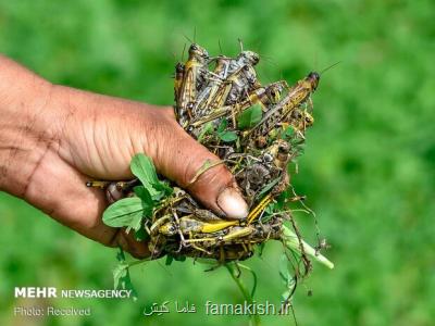 هرمزگان در پیشانی مبارزه با ملخ صحرایی