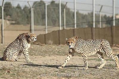 ماجرای سفر جنجالی یوزپلنگ ها از تهران به توران چه بود؟