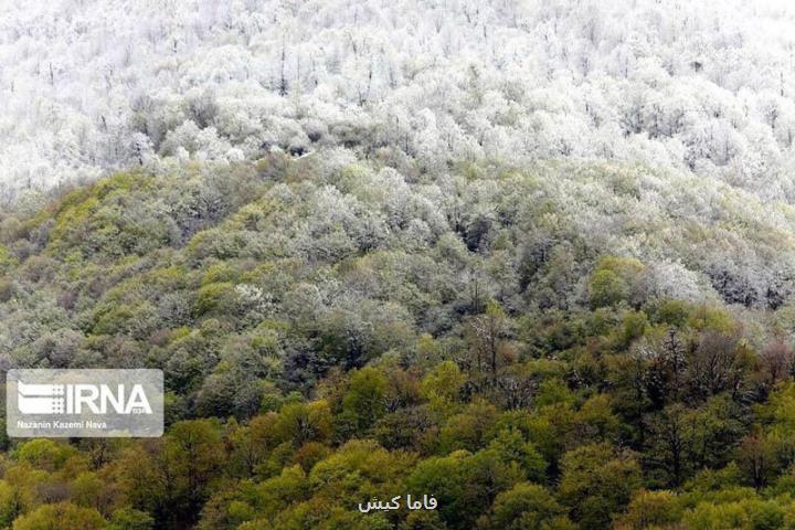 تصاویر تابلوی زیبای برفی طبیعی از جنگل های آمل!