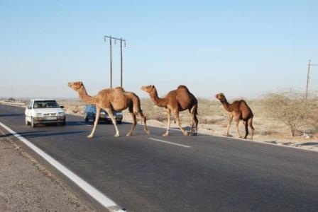 تصادف پژو ۴۰۵ با شتر یك كشته برجا گذاشت