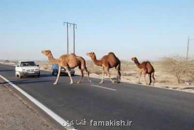 تصادف پژو ۴۰۵ با شتر یك كشته برجا گذاشت