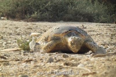 تلف شدن 28 مورد لاك پشت در سواحل شهرستان جاسك