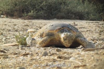 تلف شدن 28 مورد لاك پشت در سواحل شهرستان جاسك