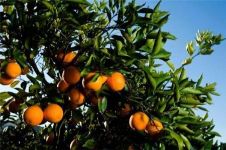 عارضه زوال باغات نارنگی سیاهو را تهدید می كند