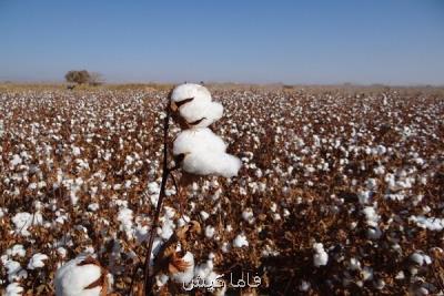 كشت پنبه برای اولین بار در شهرستان جاسك شروع شد