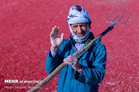 ۲ هزار و ۸۱۰ طرح اشتغال روستایی در هرمزگان تسهیلات دریافت نمودند