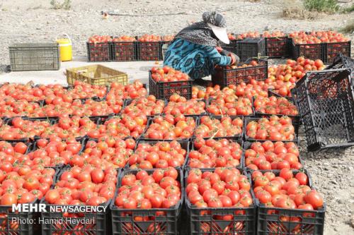 هزاران تن محصول گوجه فرنگی و پیاز كشاورزان در معرض نابودی
