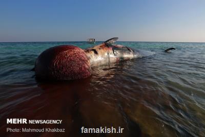 مشاهده لاشه یك كوسه نهنگ در میناب